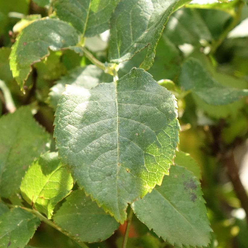 Stammrose David Austin Gabriel Oak (Foliage)