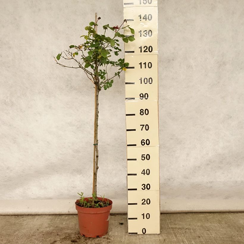 Example of Stammrose David Austin Gabriel Oak Topf mit 4L/5L, Stamm as you get in ete