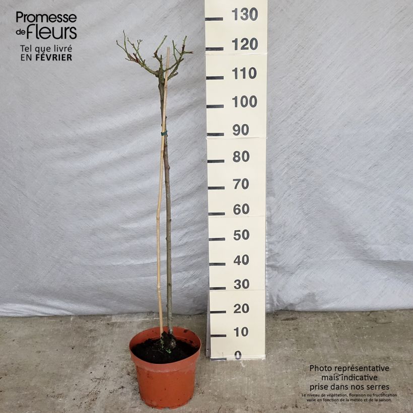 Exemplar von Stammrose Ballerina Topf mit 7,5L/10L wie im Winter geliefert