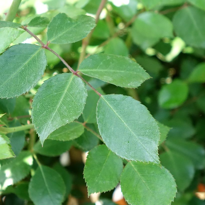 Stammrose Bonica (Foliage)