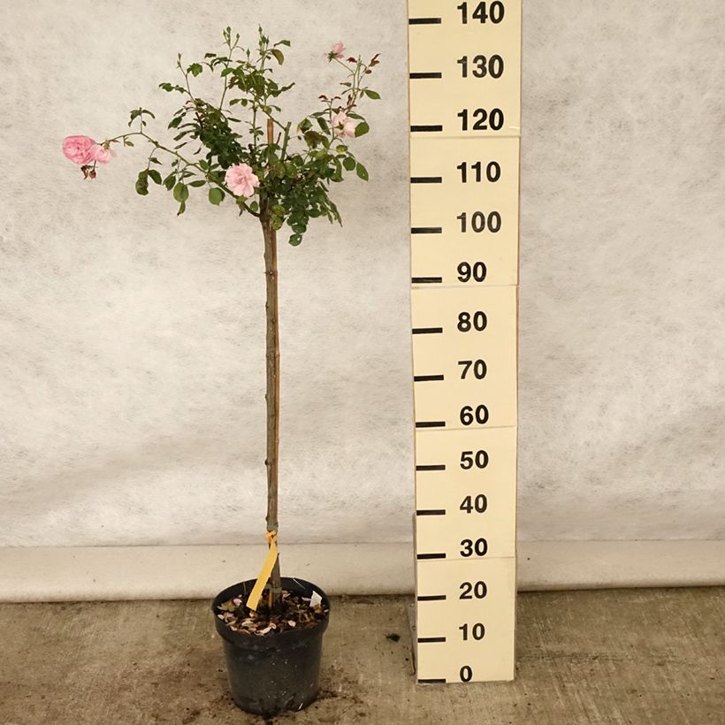 Example of Stammrose Bonica Topf mit 7,5L/10L, Stamm as you get in ete