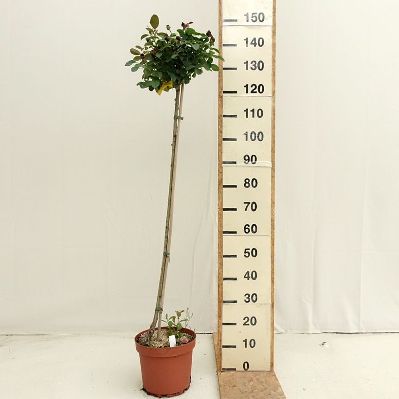 Example of Stammrose Côté jardin Orapent Topf mit 7,5L/10L, Stamm as you get in ete