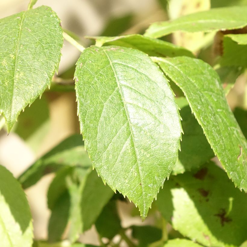 Stammrose David Austin Claire Austin (Foliage)