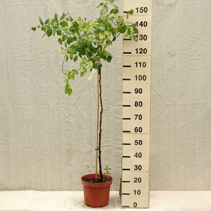 Exemplar von Stammrose David Austin Claire Austin Topf mit 7,5L/10L, Stamm wie im Sommer geliefert