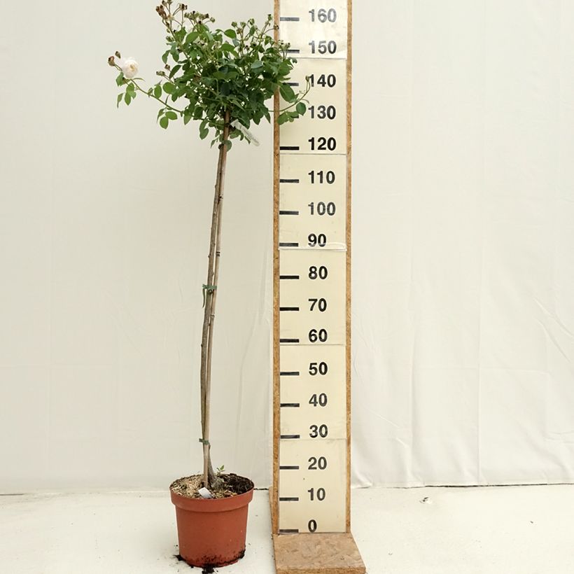 Example of Stammrose David Austin Desdemona Topf mit 7,5L/10L, Stamm as you get in ete