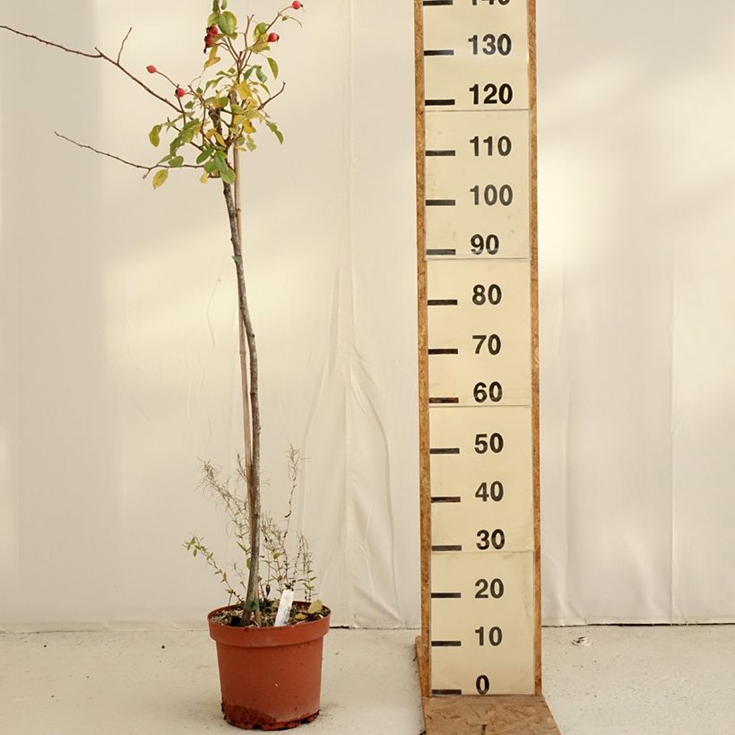Exemplar von Stammrose David Austin Desdemona Topf mit 7,5L/10L, Stamm wie im Herbst geliefert