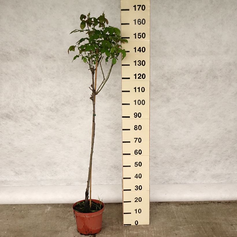 Exemplar von Stammrose David Austin Gertrude Jekyll Topf mit 7,5L/10L, Stamm wie im Frühjahr geliefert