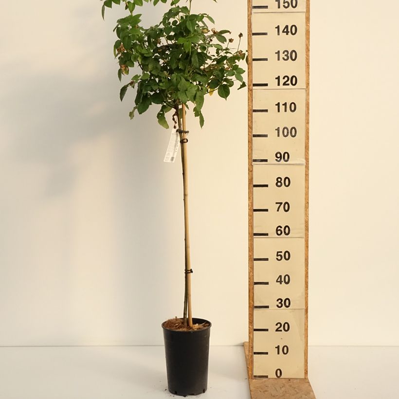 Example of Stammrose David Austin Olivia Rose Austin Topf mit 7,5L/10L, Stamm as you get in ete