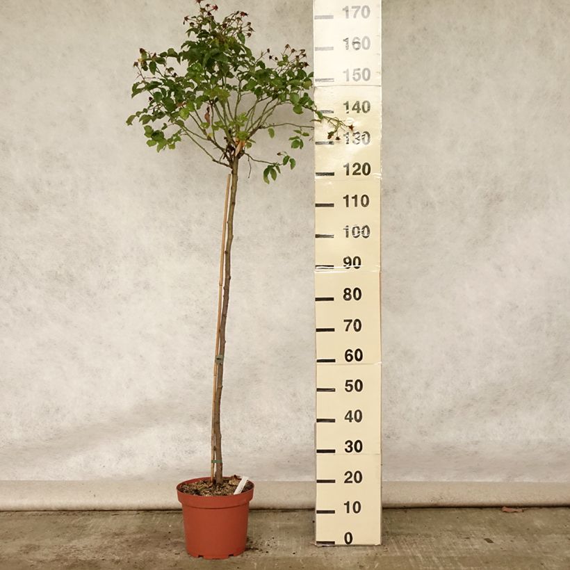 Exemplar von Stammrose Calizia Topf mit 7,5L/10L wie im Sommer geliefert