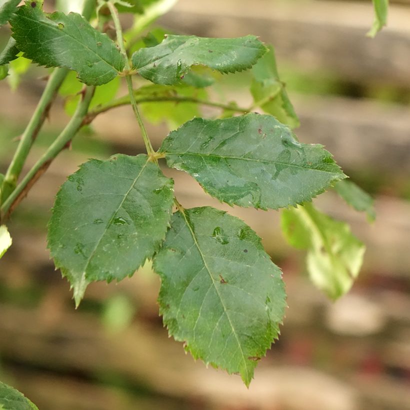 Stammrose Calizia (Foliage)