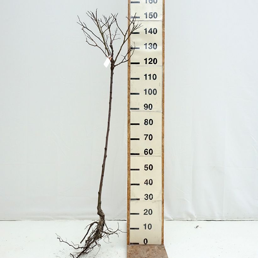 Exemplar von Stammrose Calizia Wurzelnackt, Stamm wie im Winter geliefert