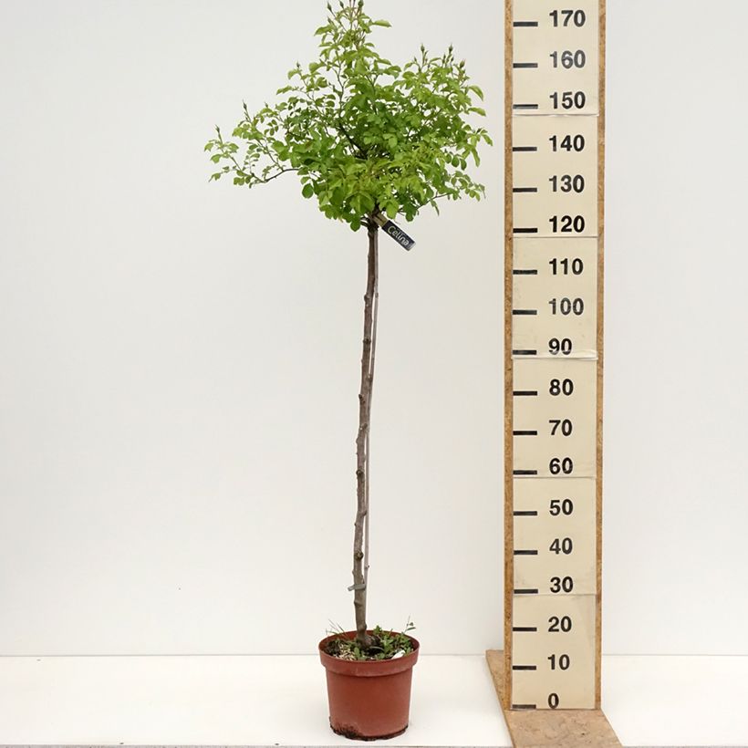 Exemplar von Stammrose Celina Topf mit 7,5L/10L, Stamm wie im Frühjahr geliefert