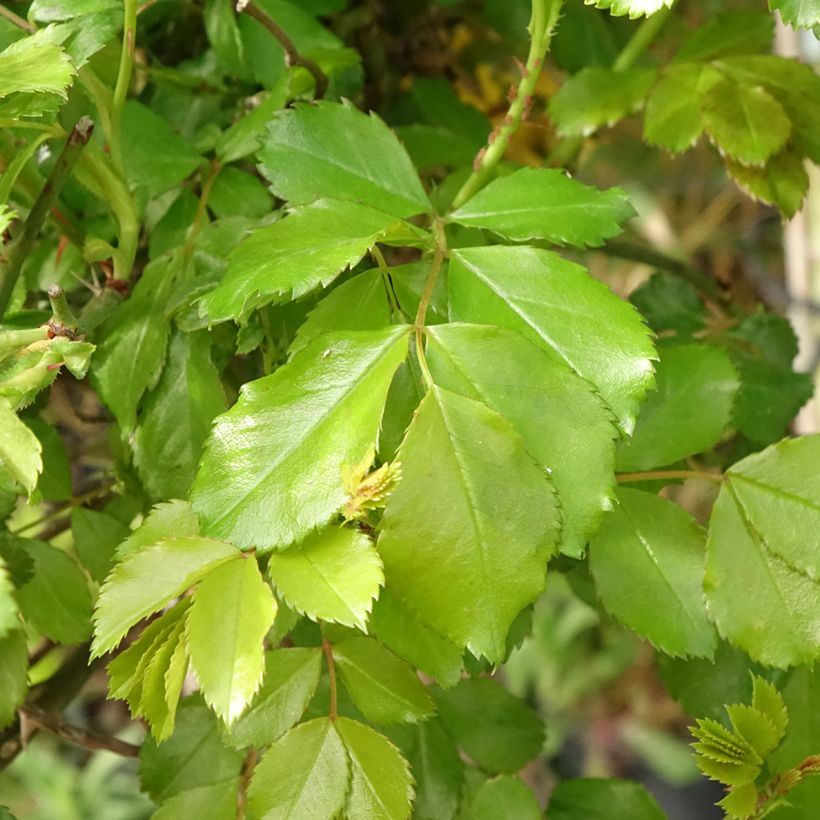 Stammrose Celina (Foliage)