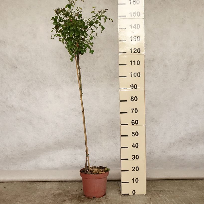 Exemplar von Stammrose Stammrose Heidetraum (Emera) Topf mit 7,5L/10L wie im Sommer geliefert