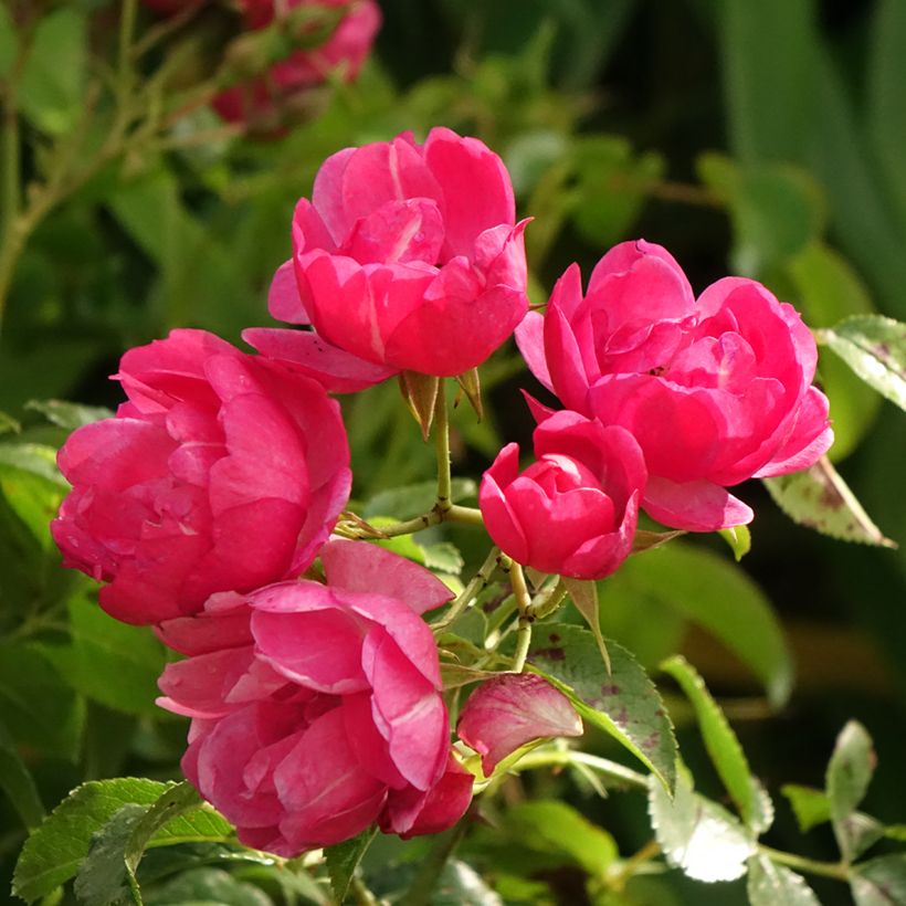Stammrose Stammrose Heidetraum (Emera) (Flowering)
