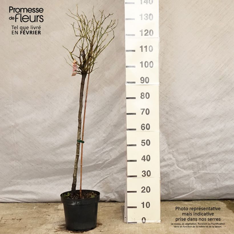 Exemplar von Stammrose Mareva Topf mit 7,5L/10L wie im Winter geliefert