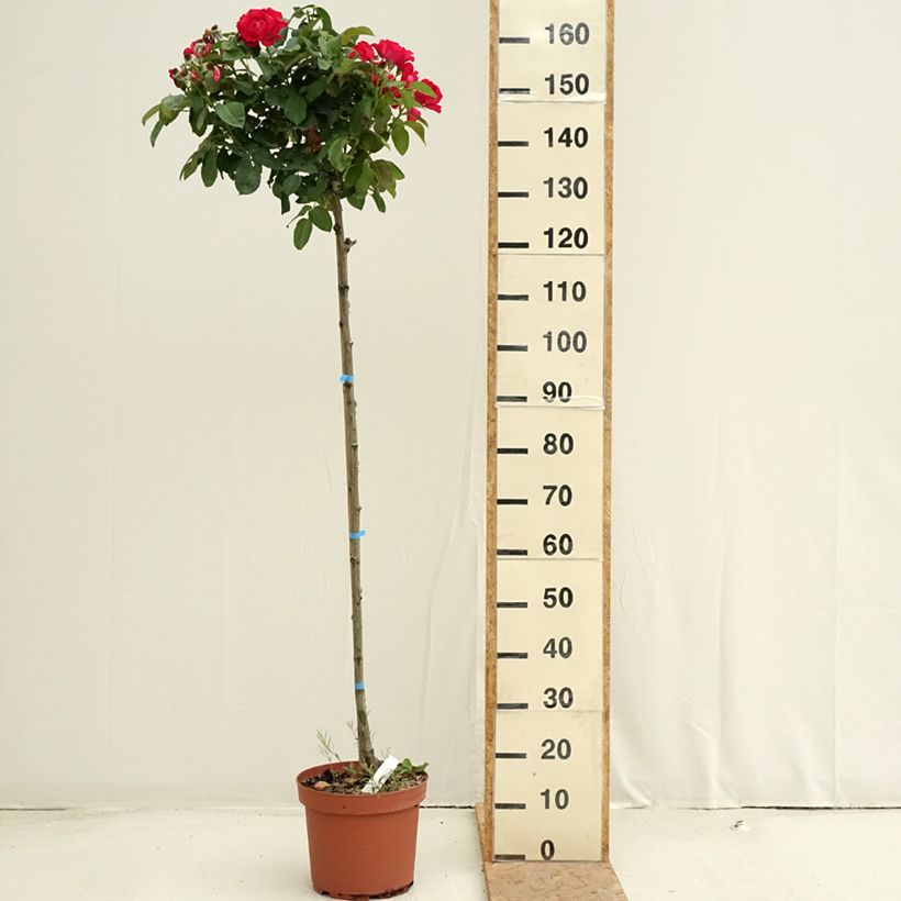 Example of Stammrose Dominica Intercomdoor Topf mit 7,5L/10L, Stamm as you get in ete