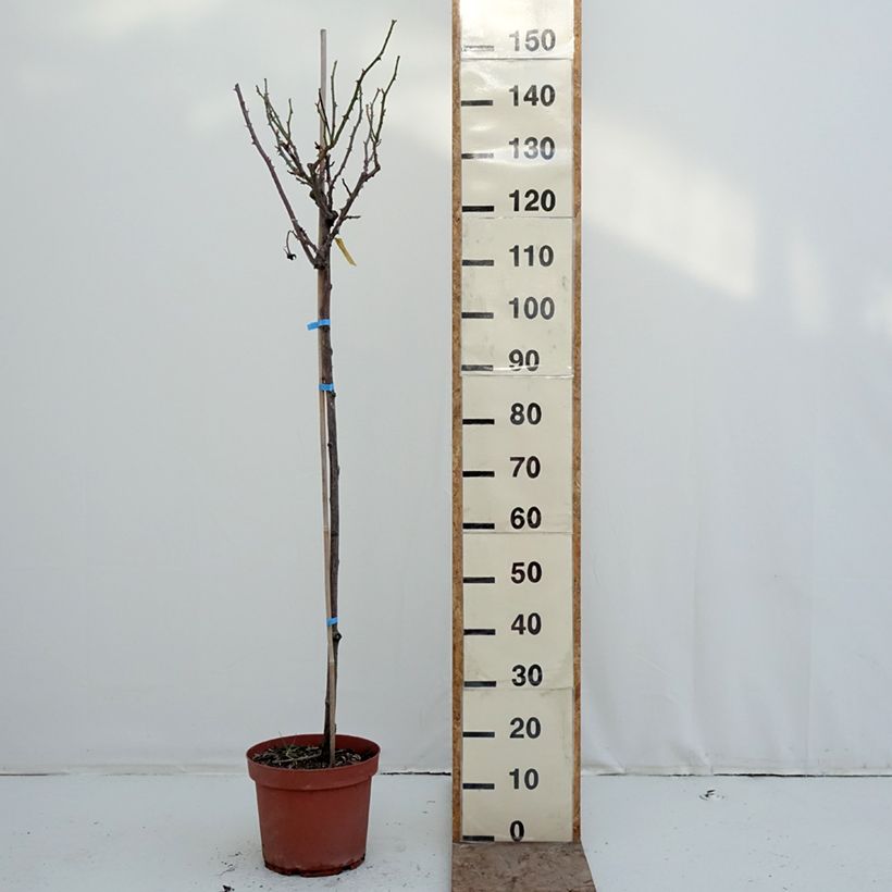 Exemplar von Stammrose Dominica Intercomdoor Topf mit 7,5L/10L, Stamm wie im Winter geliefert