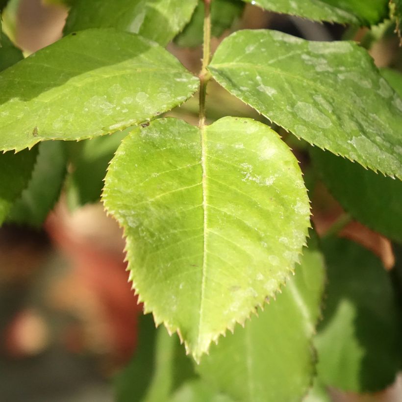 Stammrose Dominica Intercomdoor (Foliage)