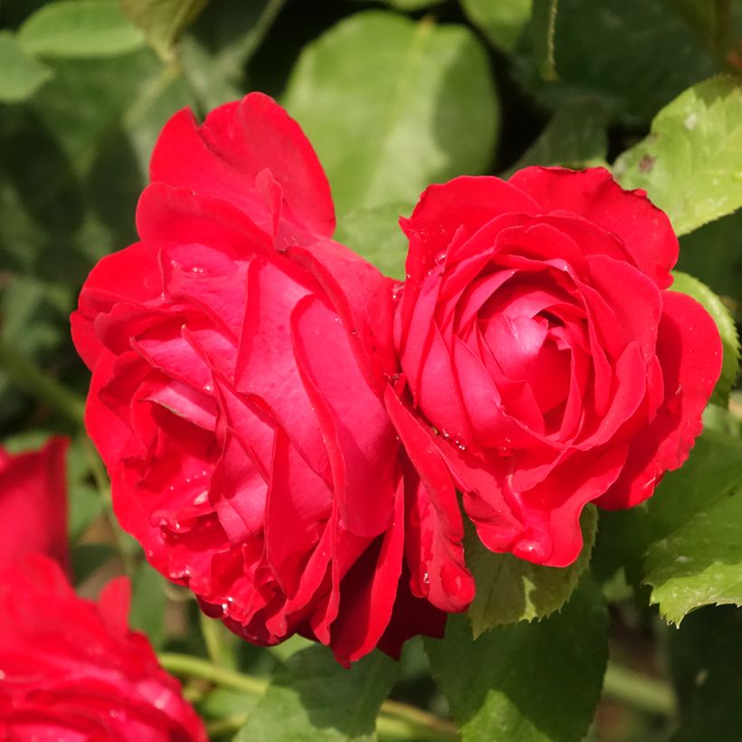 Stammrose Dominica Intercomdoor (Flowering)