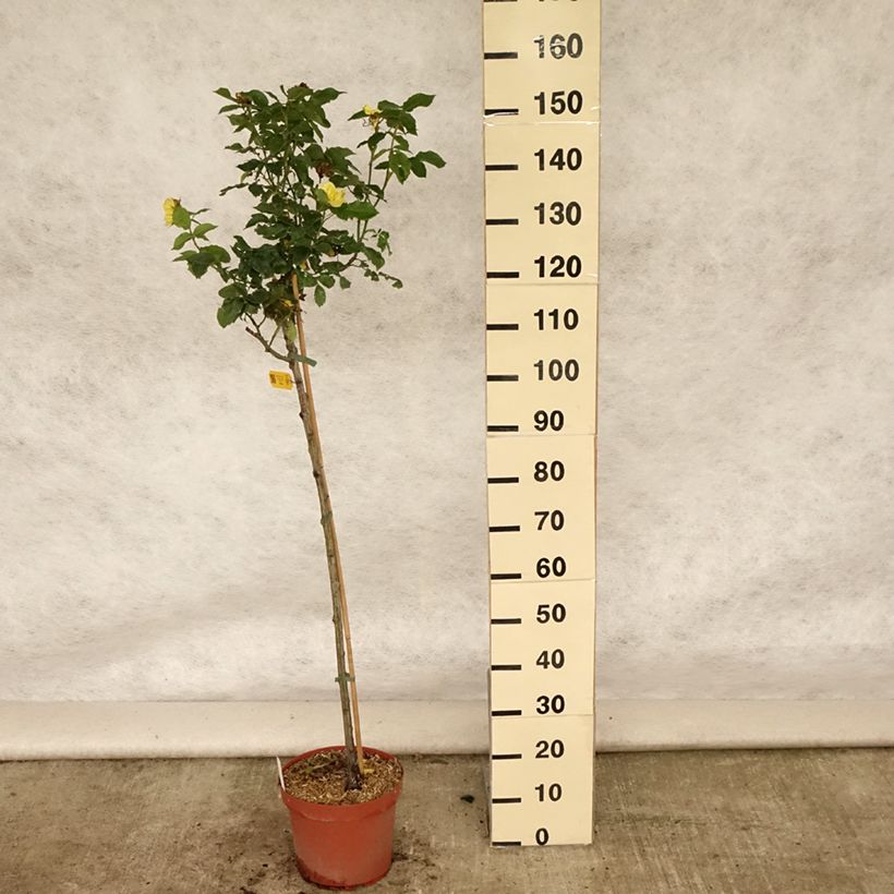 Exemplar von Stammrose Friesia Koresia Topf mit 7,5L/10L, Stamm wie im Sommer geliefert