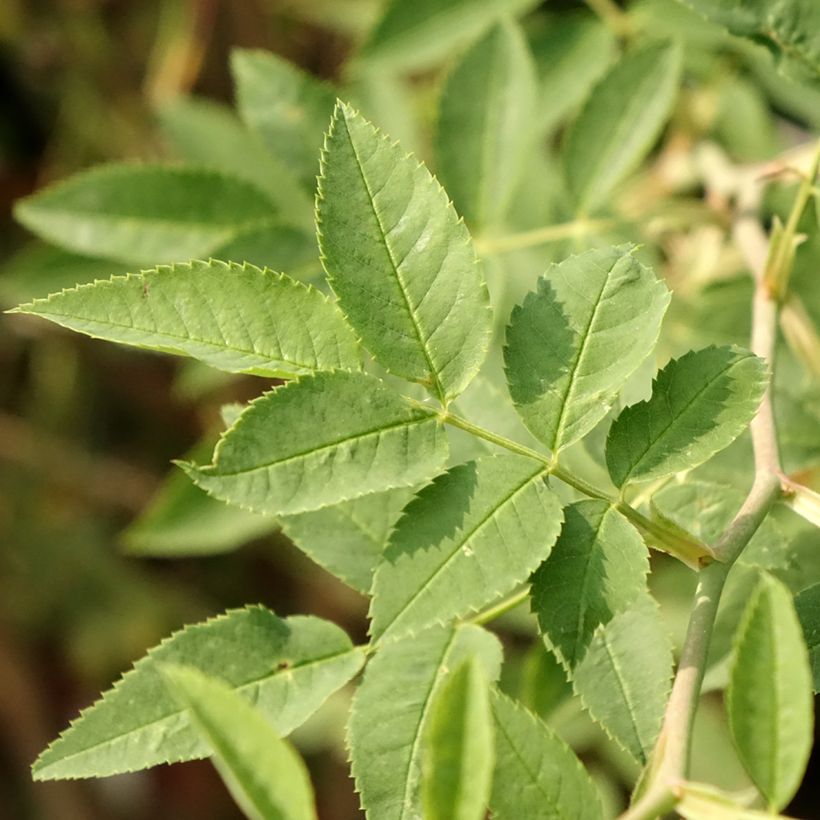 Stammrose polyantha Global Hit (Foliage)