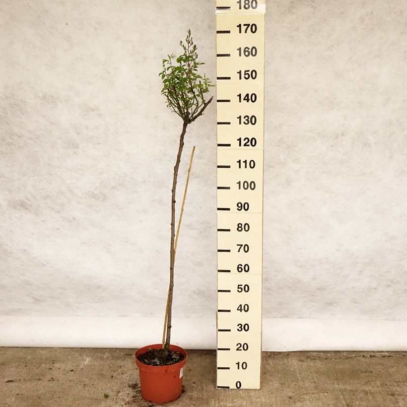 Exemplar von Stammrose Guirlande d'Amour Topf mit 7,5L/10L, Stamm wie im Frühjahr geliefert