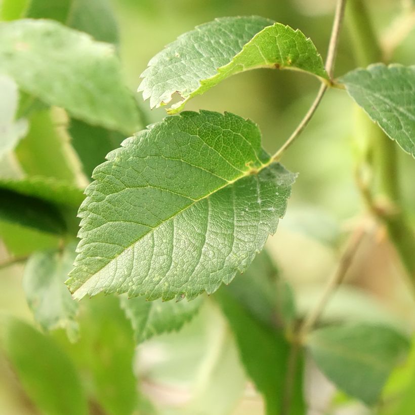 Stammrose Guirlande d'Amour (Foliage)