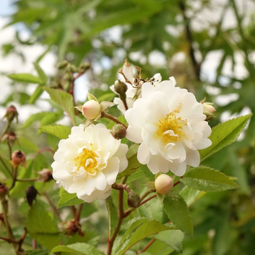 Stammrose Guirlande d'Amour (Flowering)