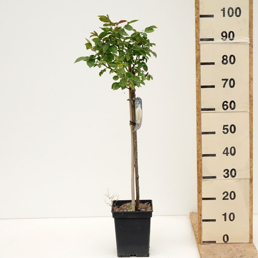 Exemplar von Stammrose Hansestadt Rostock Topf mit 4L/5L, Stamm wie im Frühjahr geliefert