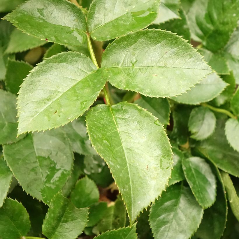 Stammrose Hansestadt Rostock (Foliage)