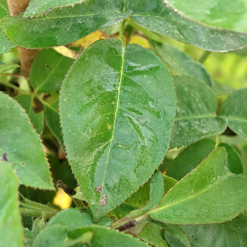 Stammrose polyantha Heidi Klum (Foliage)