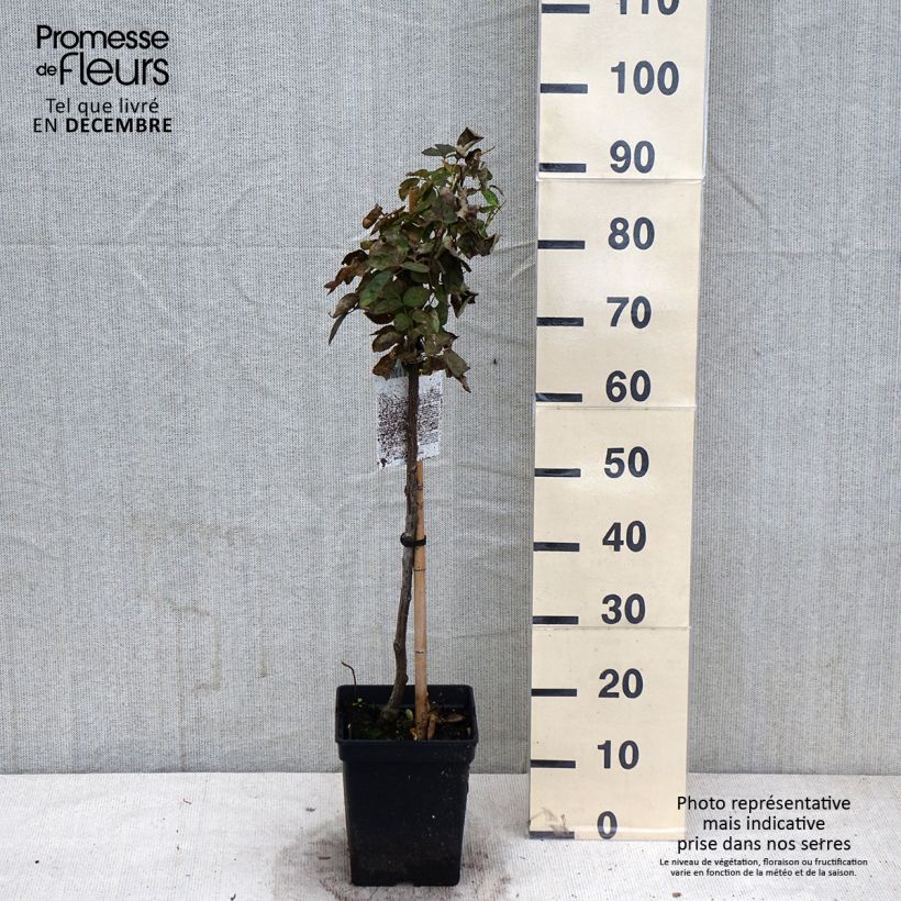 Example of Stammrose polyantha Heidi Klum Topf mit 7,5L/10L, Stamm as you get in automne