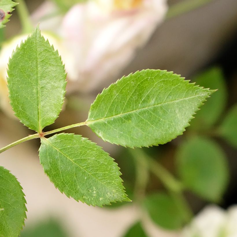 Stammrose polyantha Honeymilk (Foliage)