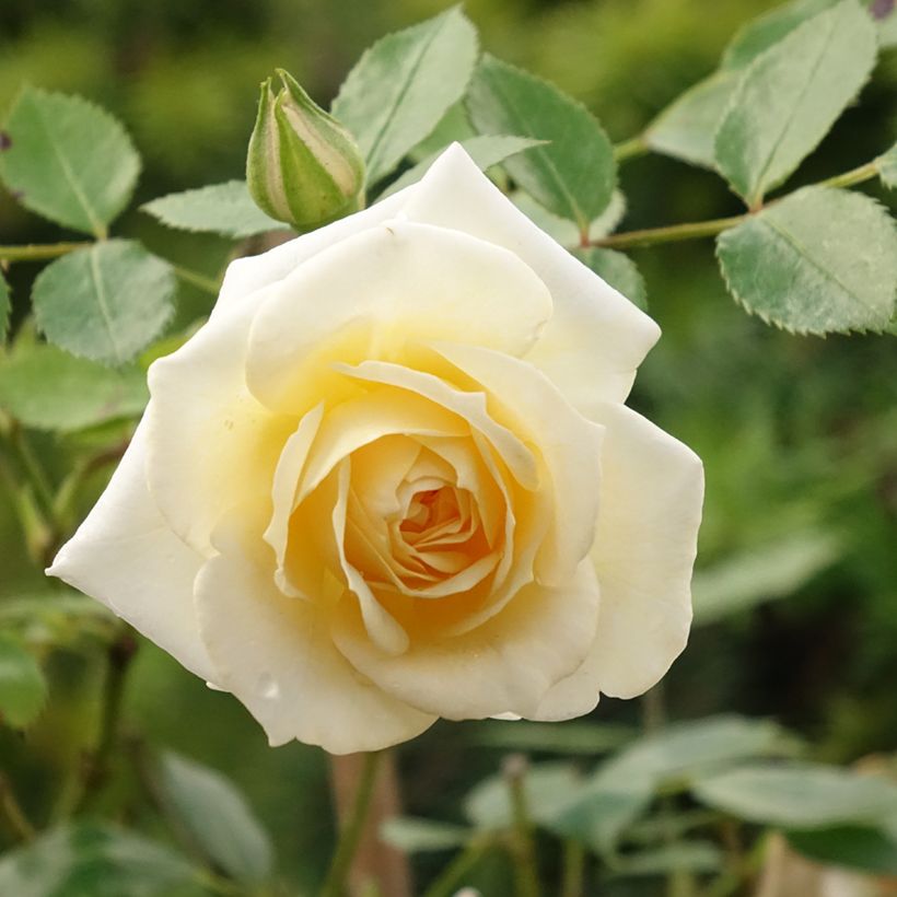 Stammrose polyantha Honeymilk (Flowering)