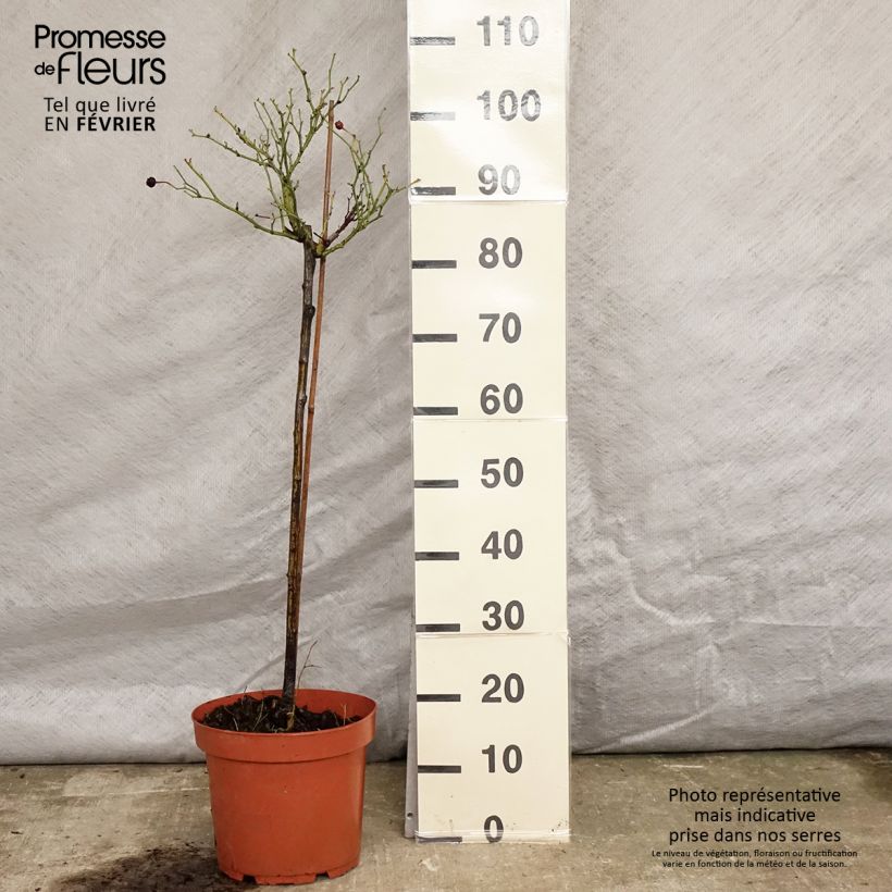 Exemplar von Stammrose polyantha Honeymilk Topf mit 7,5L/10L wie im Winter geliefert