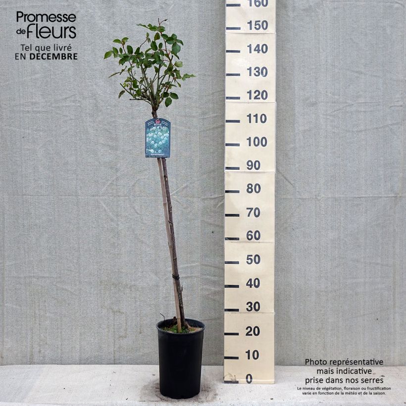 Example of Stammrose Iceberg Topf mit 7,5L/10L, Stamm as you get in automne