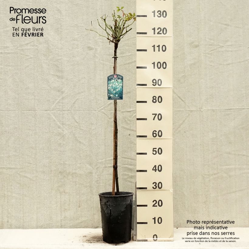 Exemplar von Stammrose Iceberg Topf mit 7,5L/10L wie im Winter geliefert