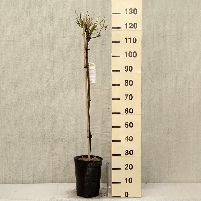 Exemplar von Stammrose Iceberg Topf mit 7,5L/10L, Stamm wie im Frühjahr geliefert