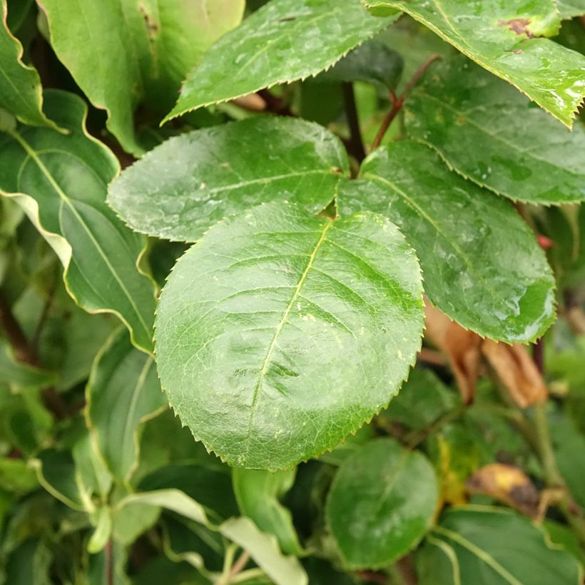 Stammrose Ingrid Bergman (Foliage)