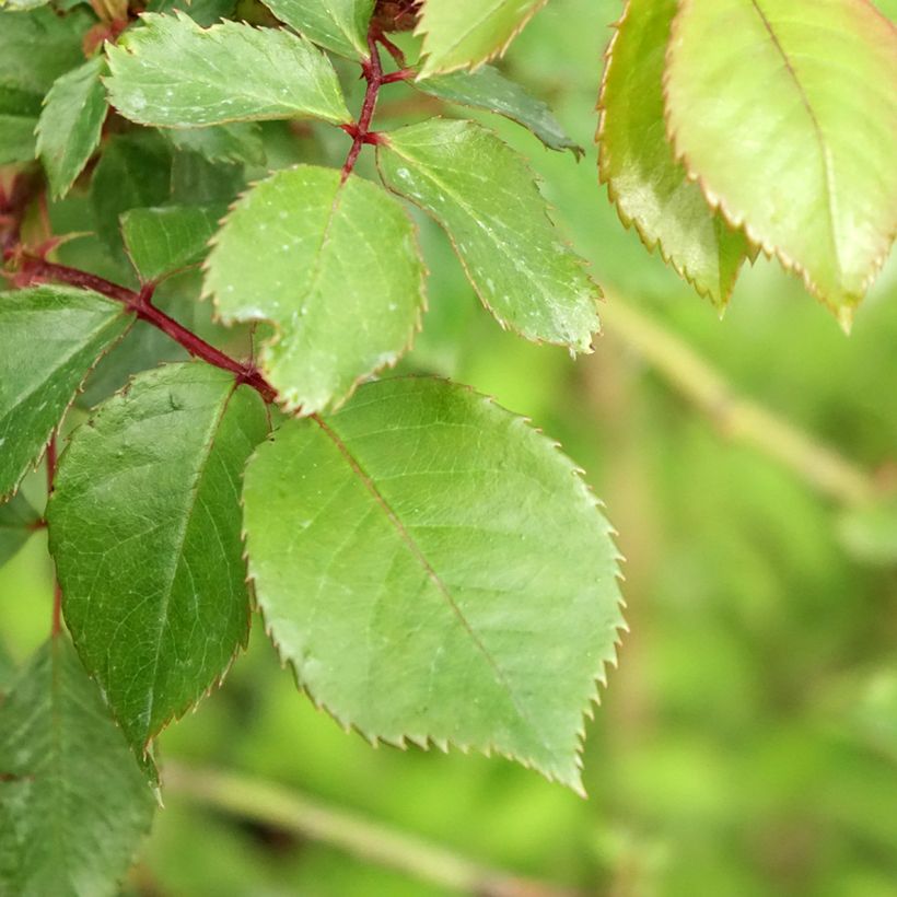 Stammrose Jubilé du Prince de Monaco (Foliage)