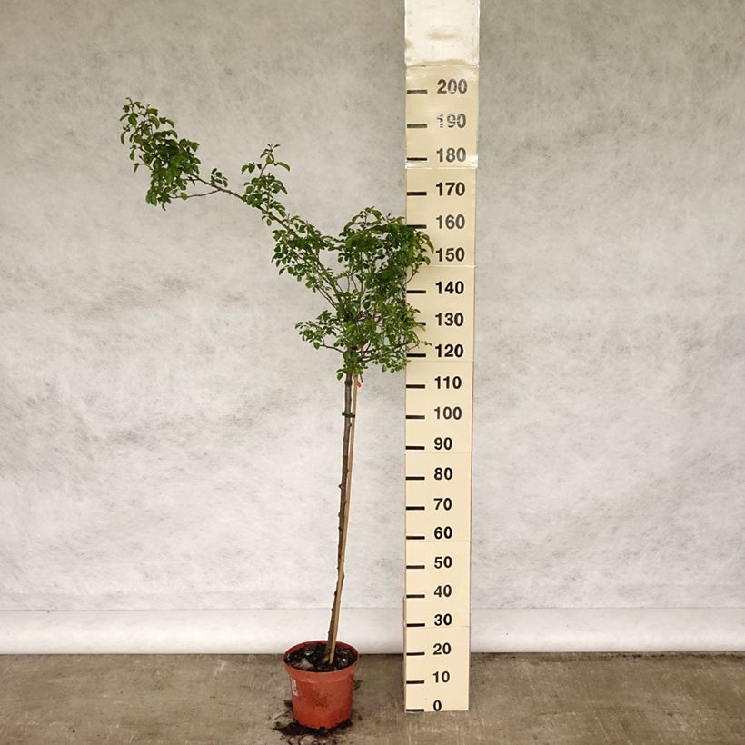 Exemplar von Stammrose Decorosier Kadora Topf mit 7,5L/10L, Stamm wie im Frühjahr geliefert