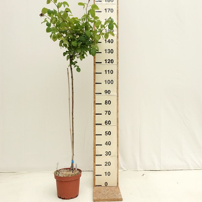 Example of Stammrose Landora Topf mit 7,5L/10L, Stamm as you get in ete