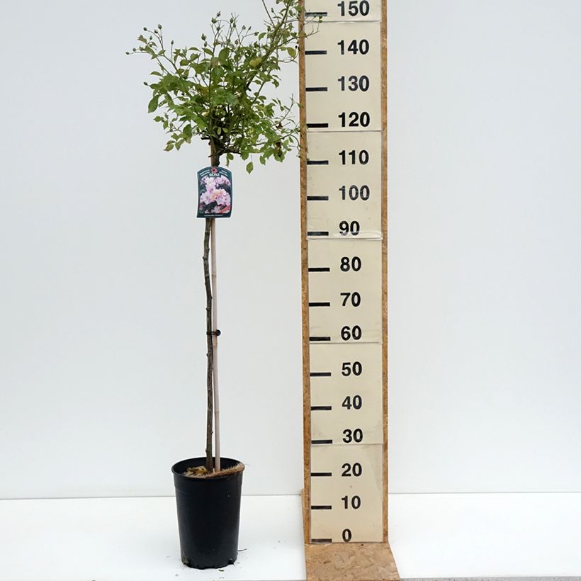 Example of Stammrose Lavender Dream Topf mit 7,5L/10L, Stamm as you get in ete
