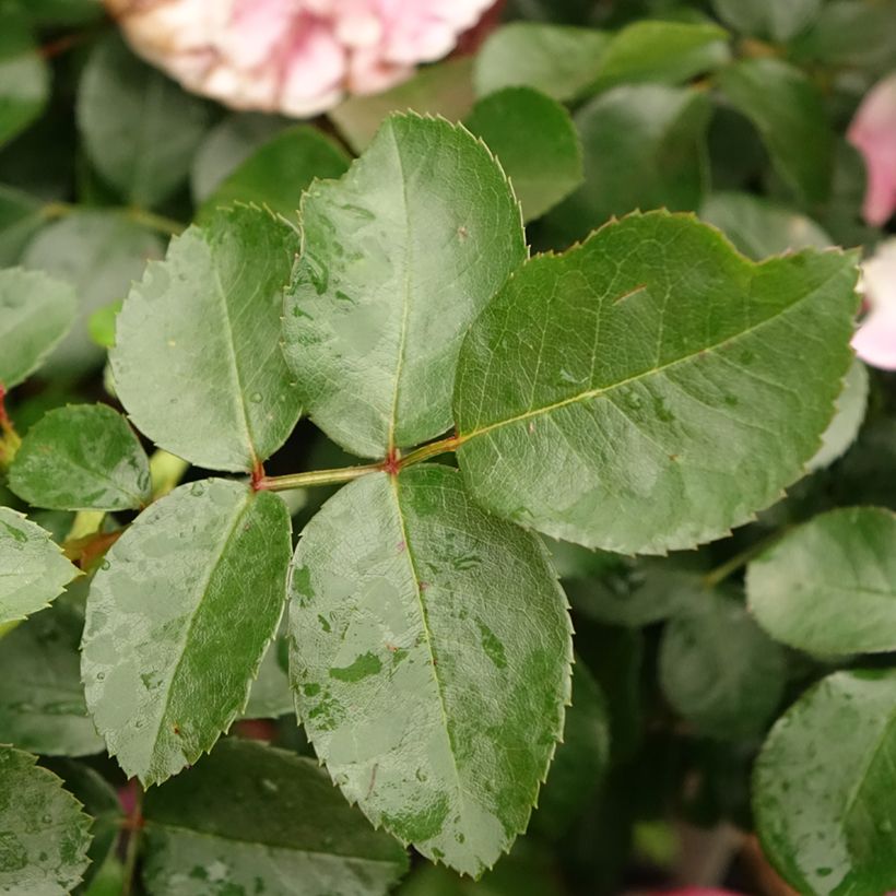 Stammrose Leonardo da Vinci 'Meideauri' (Foliage)