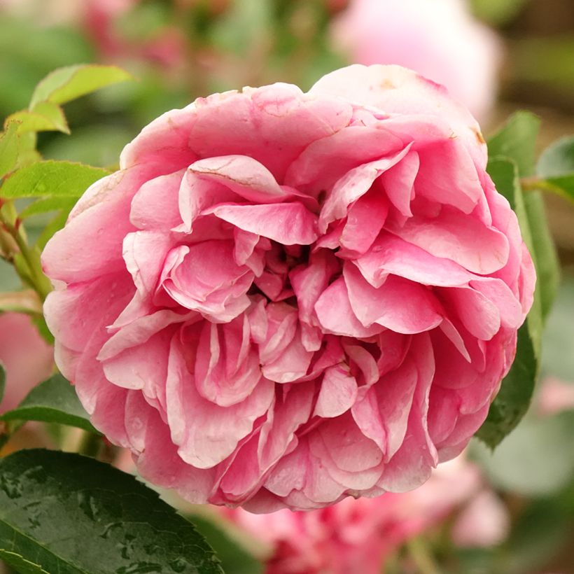 Stammrose Leonardo da Vinci 'Meideauri' (Flowering)