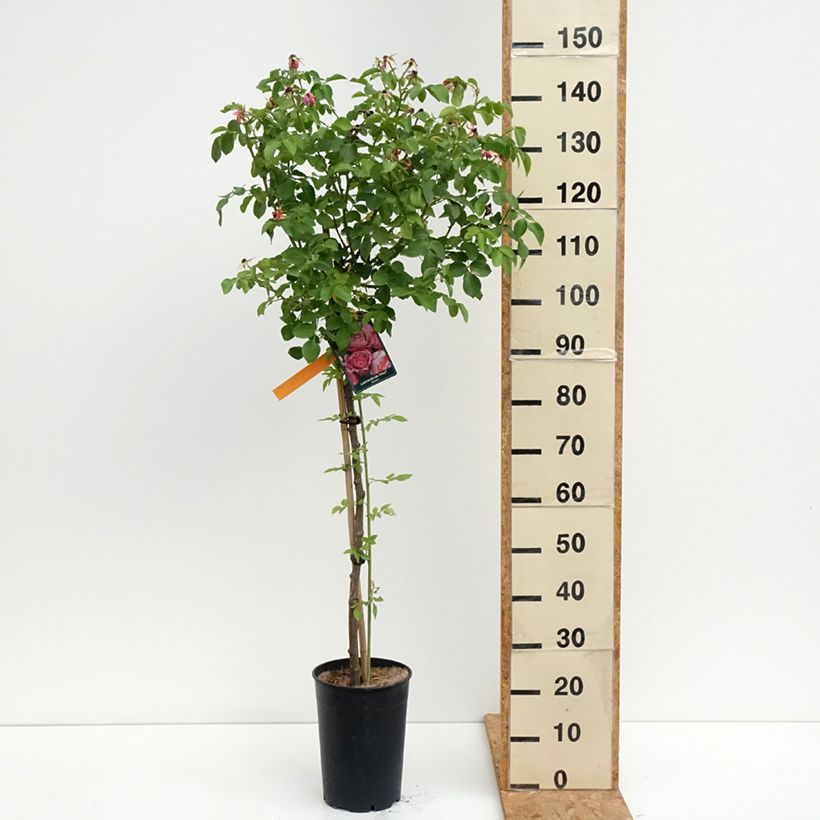 Exemplar von Stammrose Leonardo da Vinci 'Meideauri' Topf mit 7,5L/10L wie im Sommer geliefert