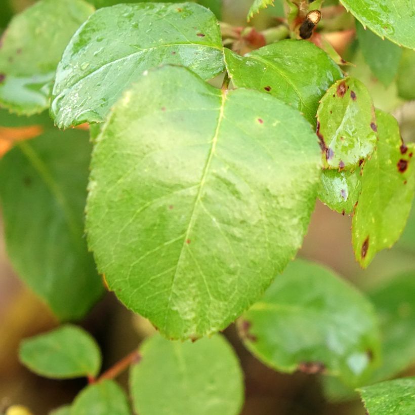 Stammrose Line Renaud (Foliage)