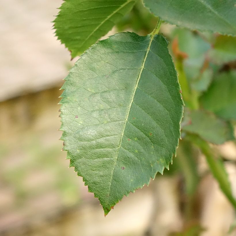 Stammrose Minerva (Foliage)