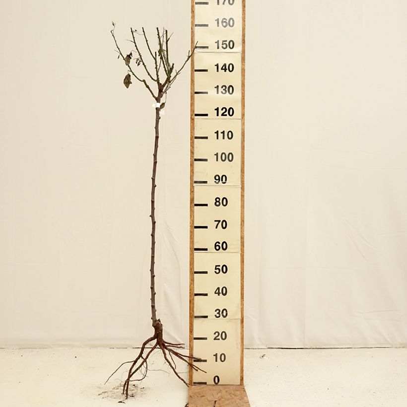 Exemplar von Stammrose Mister Lincoln Wurzelnackt wie im Winter geliefert